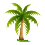 palm-tree